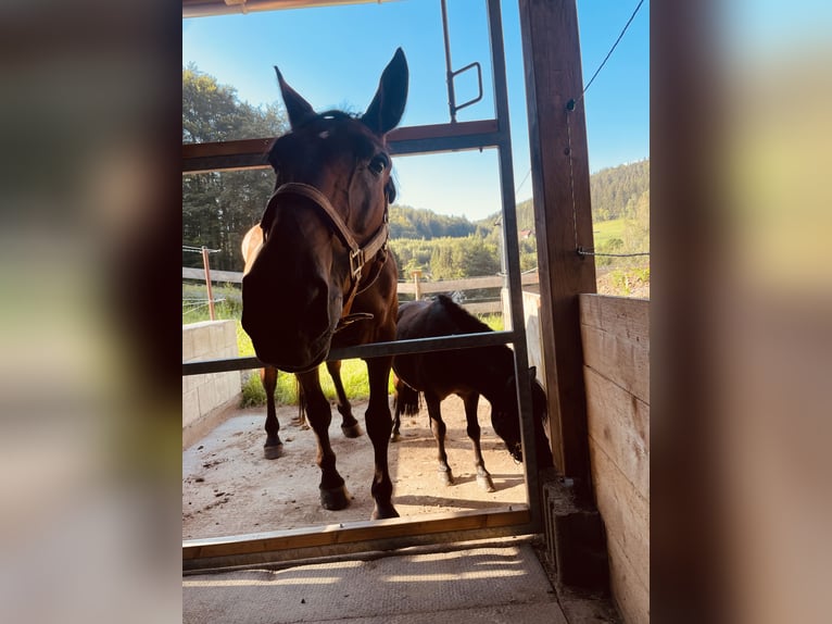Lipizzaner Wallach 20 Jahre  in Grünhain-Beierfeld