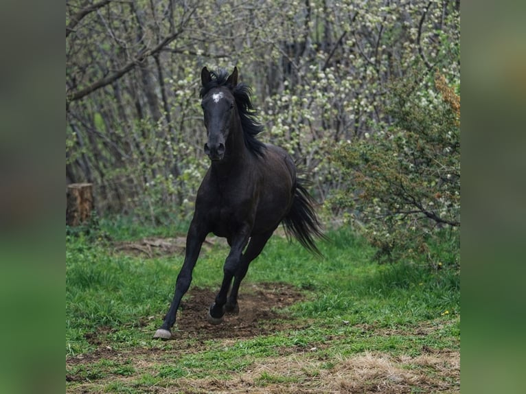 Lipizzaner Wallach 2 Jahre 153 cm Rappe in Kozina