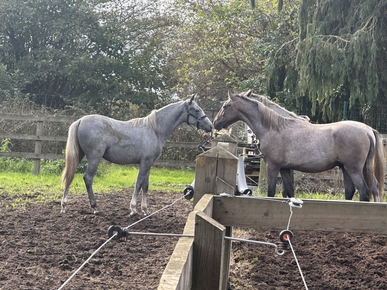 Lipizzaner Wallach 2 Jahre 158 cm Braunfalbschimmel in Ruddervoorde