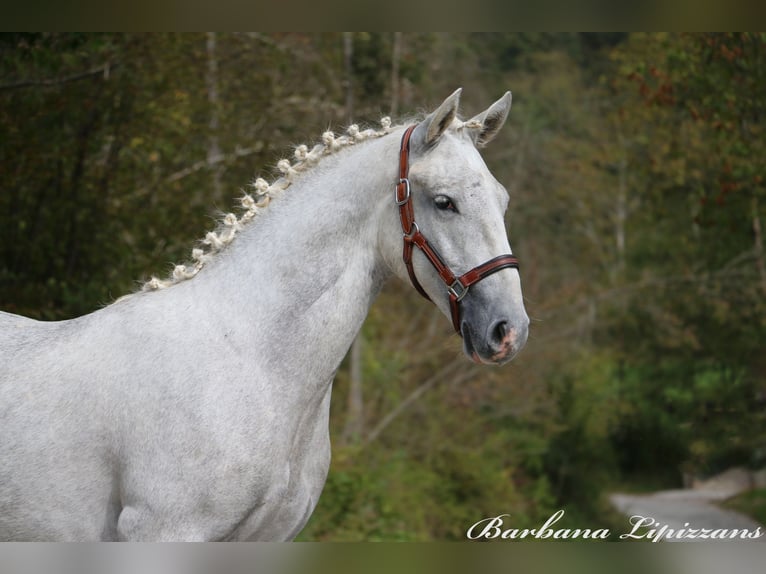 Lipizzaner Wallach 2 Jahre 158 cm Schimmel in Radovljica