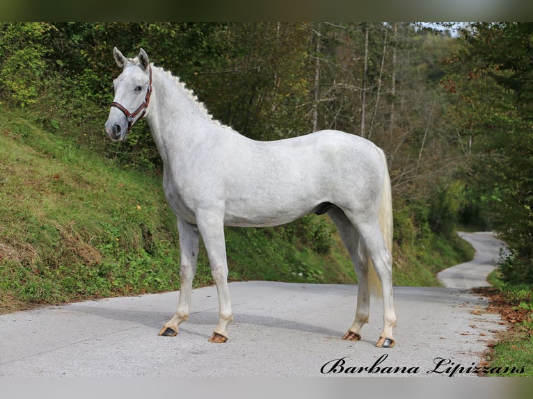 Lipizzaner Wallach 2 Jahre 158 cm Schimmel in Radovljica