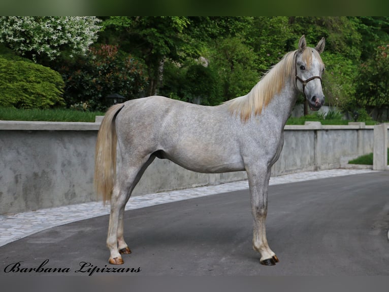 Lipizzaner Wallach 2 Jahre 158 cm Schimmel in Radovljica