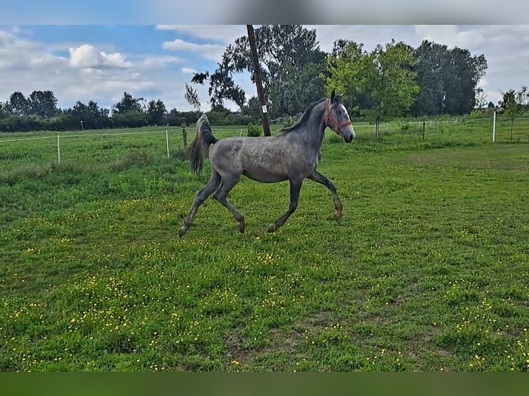 Lipizzaner Wallach 2 Jahre 160 cm Schimmel in Rokovci