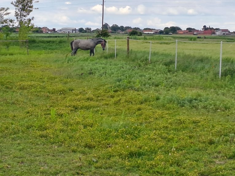 Lipizzaner Wallach 2 Jahre 160 cm Schimmel in Rokovci