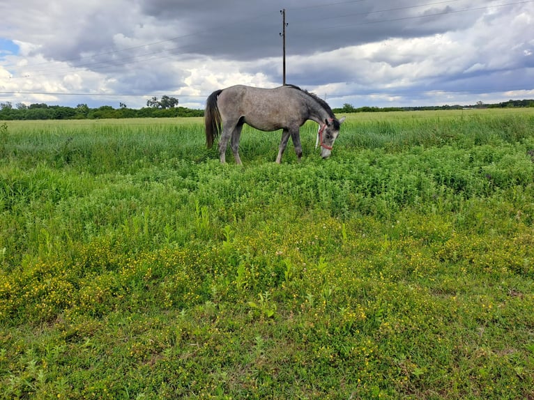 Lipizzaner Wallach 2 Jahre 160 cm Schimmel in Rokovci