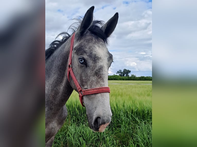 Lipizzaner Wallach 2 Jahre 160 cm Schimmel in Rokovci