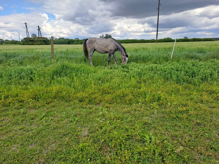 Lipizzaner Wallach 2 Jahre 160 cm Schimmel in Rokovci