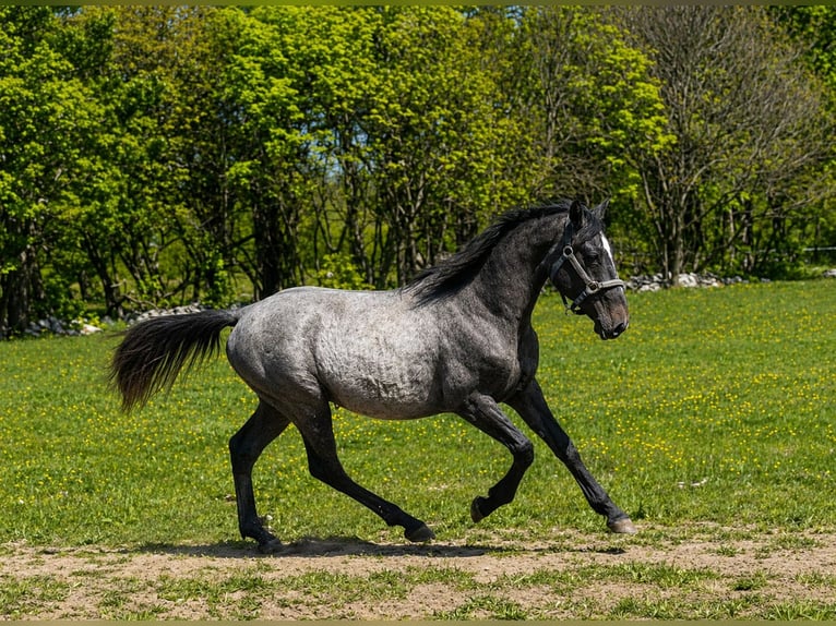 Lipizzaner Wallach 2 Jahre Schimmel in Kozina