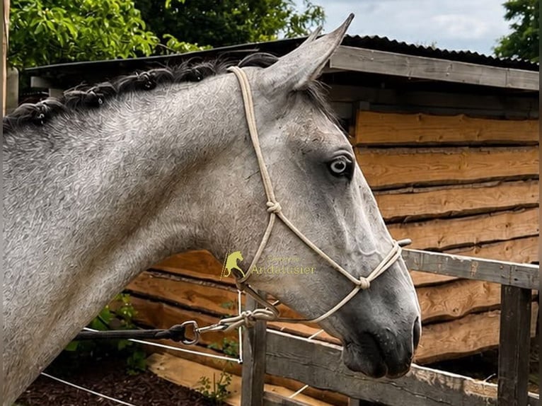 Lipizzaner Wallach 3 Jahre 149 cm Schimmel in Hamburg