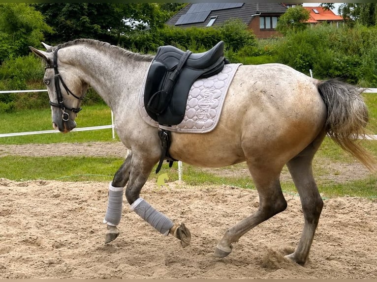 Lipizzaner Wallach 3 Jahre 149 cm Schimmel in Hamburg
