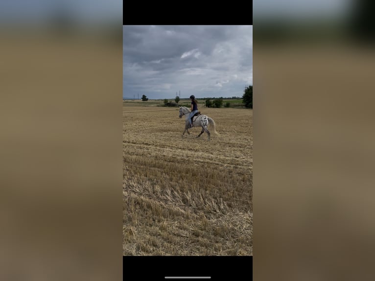 Lipizzaner Mix Wallach 3 Jahre 150 cm in Horn