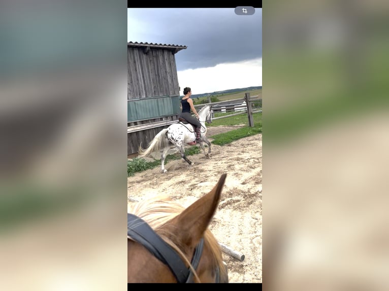 Lipizzaner Mix Wallach 3 Jahre 150 cm in Horn