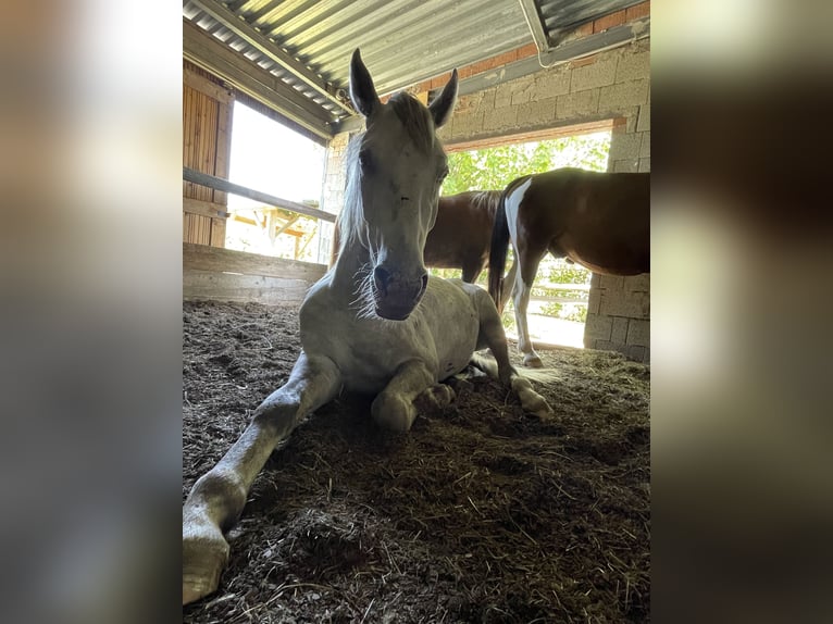 Lipizzaner Mix Wallach 3 Jahre 150 cm in Horn