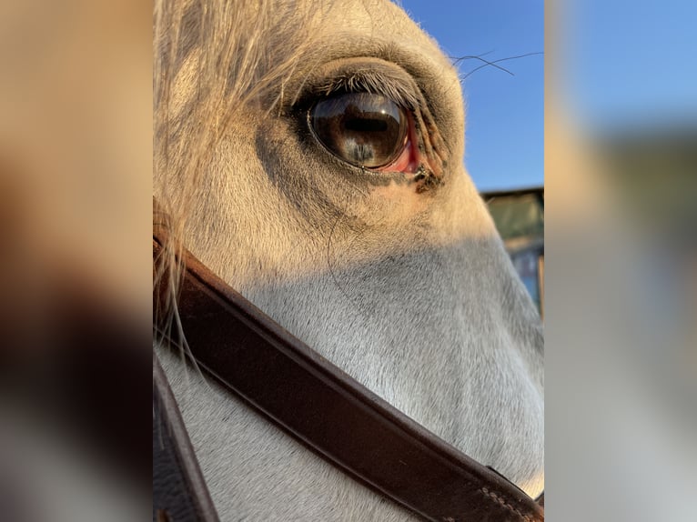 Lipizzaner Mix Wallach 3 Jahre 150 cm in Horn