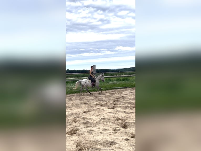 Lipizzaner Mix Wallach 3 Jahre 150 cm in Horn