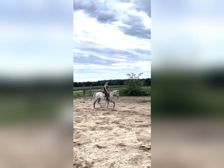 Lipizzaner Mix Wallach 3 Jahre 150 cm in Horn