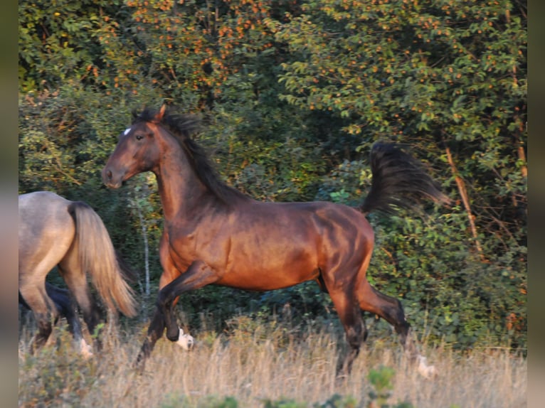 Lipizzaner Wallach 3 Jahre 153 cm Brauner in Kozina