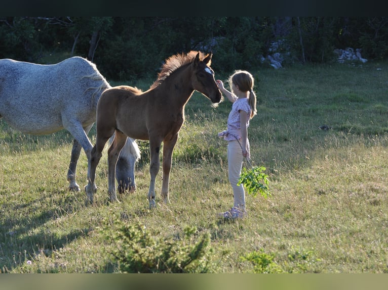 Lipizzaner Wallach 3 Jahre 153 cm Brauner in Kozina