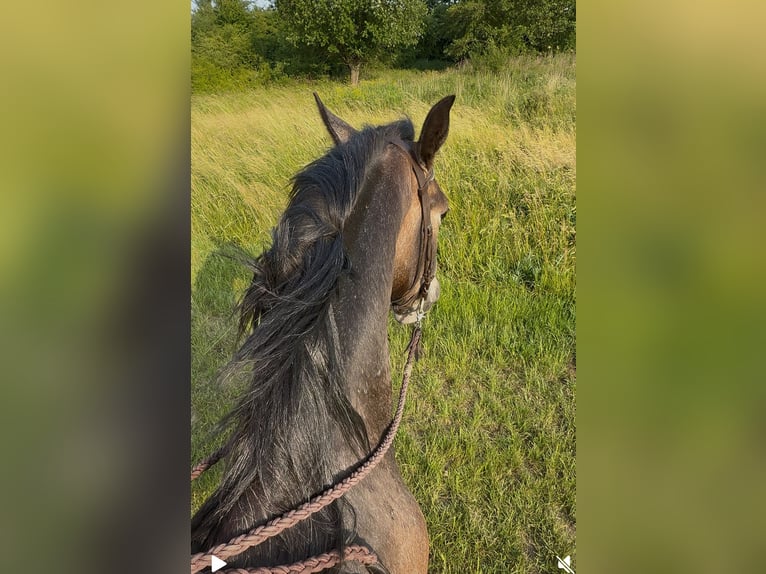 Lipizzaner Wallach 3 Jahre 155 cm Braunfalbschimmel in Oberwart