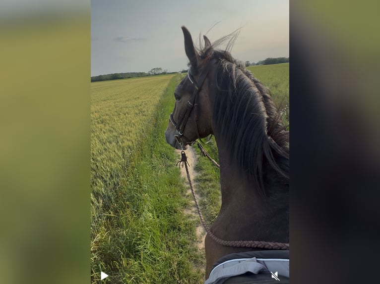Lipizzaner Wallach 3 Jahre 155 cm Braunfalbschimmel in Oberwart