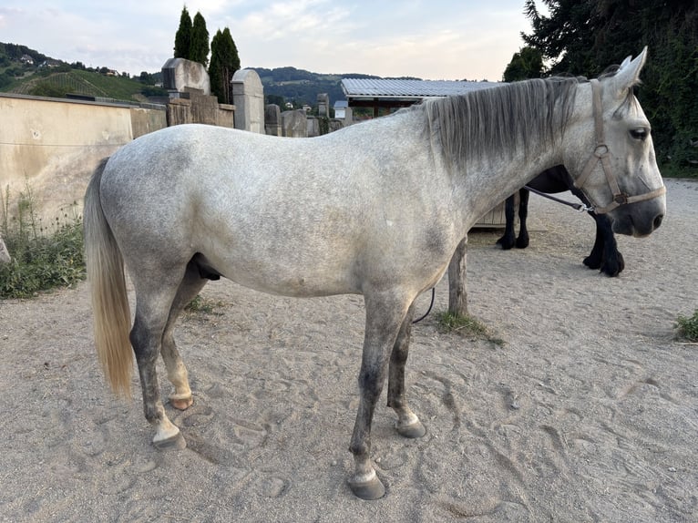 Lipizzaner Wallach 3 Jahre 158 cm Schimmel in Deutschlandsberg