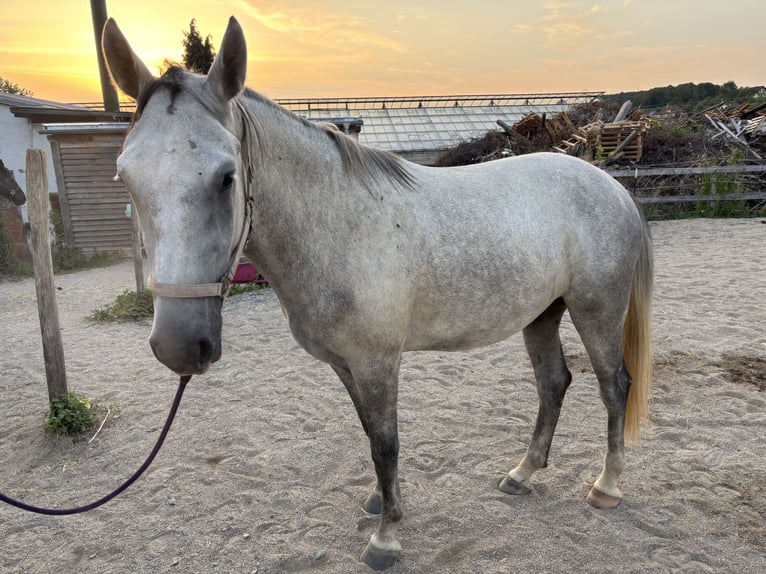 Lipizzaner Wallach 3 Jahre 158 cm Schimmel in Deutschlandsberg