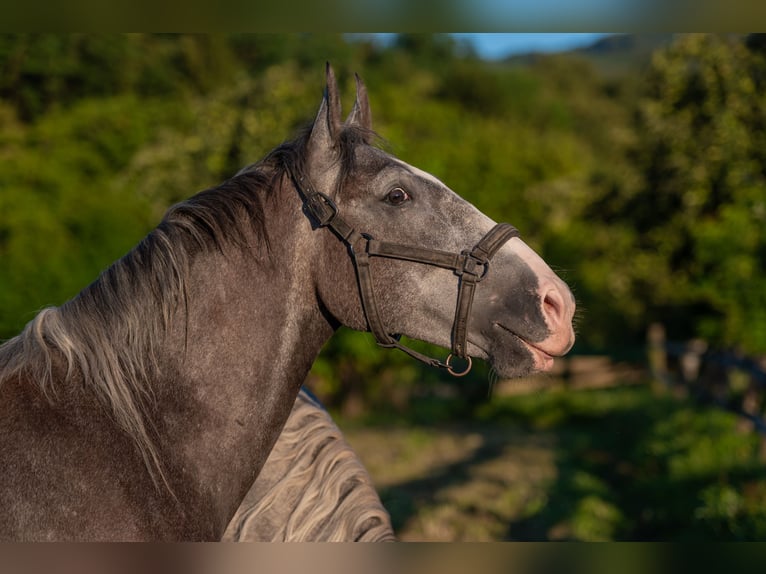 Lipizzaner Wallach 3 Jahre 160 cm Rappschimmel in Šentjernej