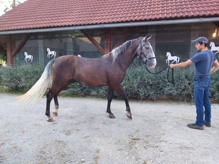 Lipizzaner Wallach 3 Jahre 160 cm Rappschimmel in Šentjernej