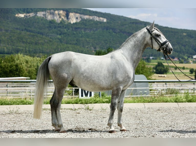 Lipizzaner Wallach 4 Jahre 153 cm in Bad V&#xF6;slau