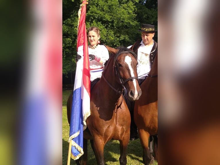 Lipizzaner Wallach 4 Jahre 155 cm Rotbrauner in Osijek, Croatia