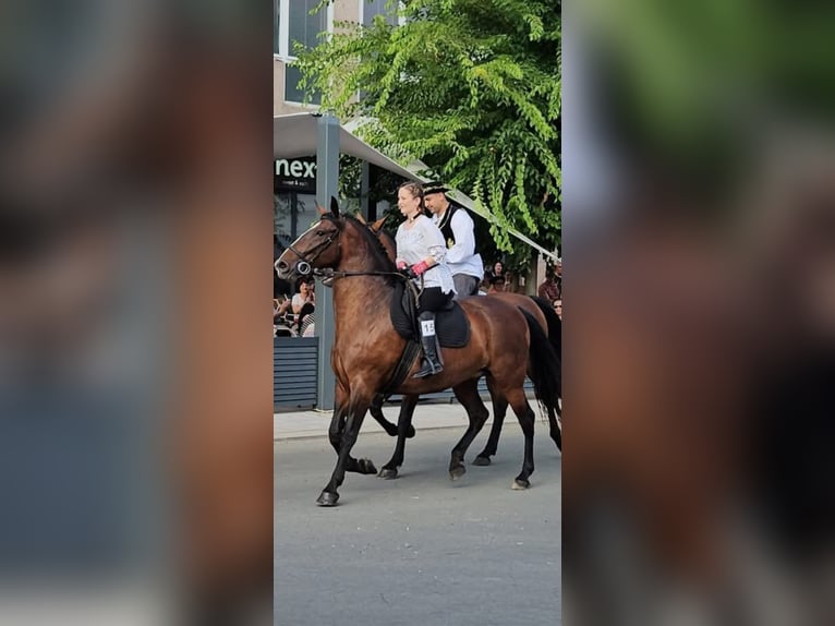 Lipizzaner Wallach 4 Jahre 155 cm Rotbrauner in Osijek, Croatia