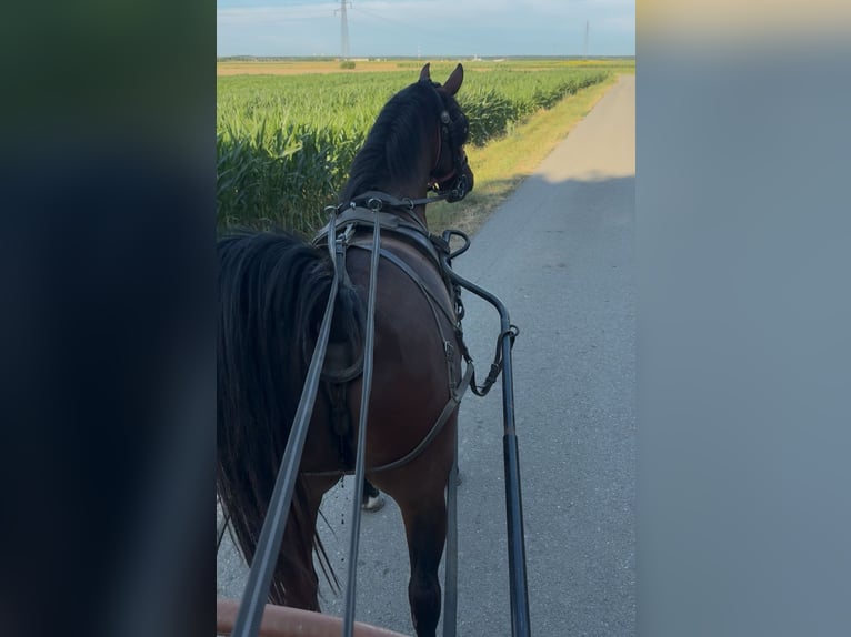 Lipizzaner Wallach 4 Jahre 155 cm Rotbrauner in Osijek, Croatia