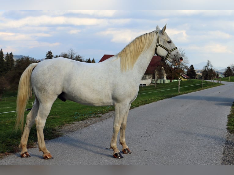 Lipizzaner Wallach 4 Jahre 155 cm Schimmel in radovljica