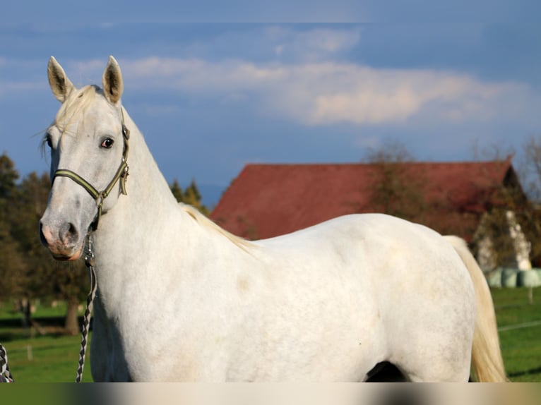 Lipizzaner Wallach 4 Jahre 155 cm Schimmel in radovljica