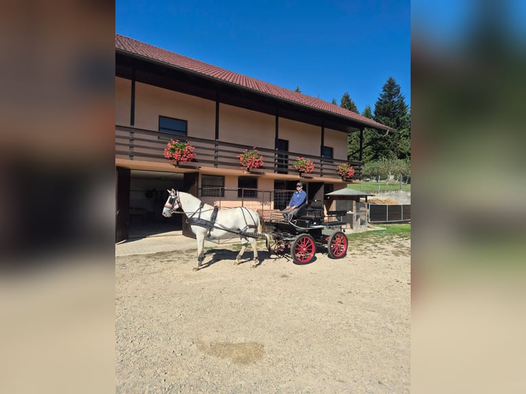 Lipizzaner Wallach 4 Jahre 155 cm Schimmel in radovljica