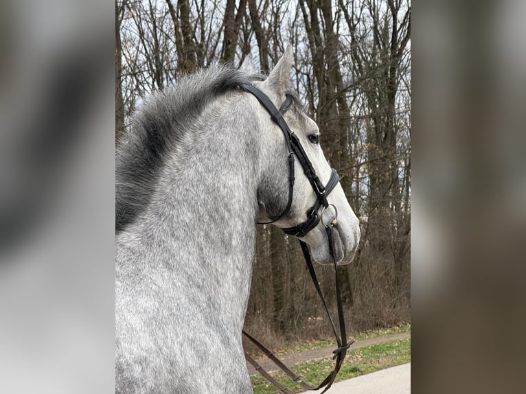 Lipizzaner Wallach 4 Jahre 158 cm Schimmel in Strizivojna