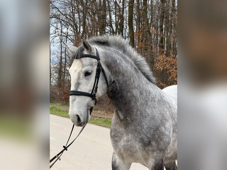 Lipizzaner Wallach 4 Jahre 158 cm Schimmel in Strizivojna