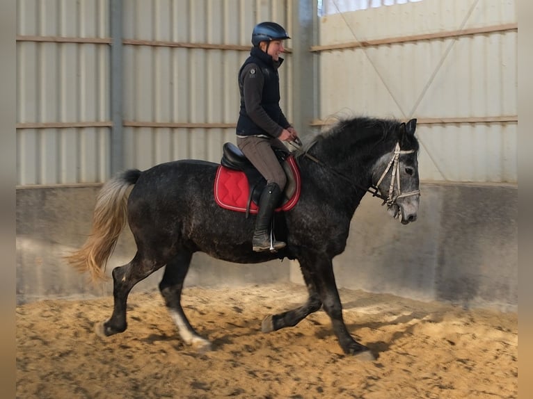 Lipizzaner Wallach 4 Jahre 160 cm Rappschimmel in Buttstädt