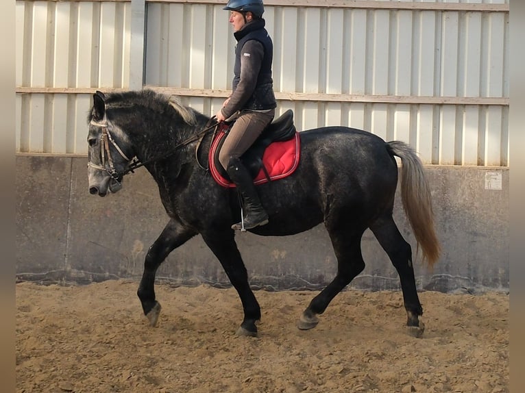 Lipizzaner Wallach 4 Jahre 160 cm Rappschimmel in Buttstädt
