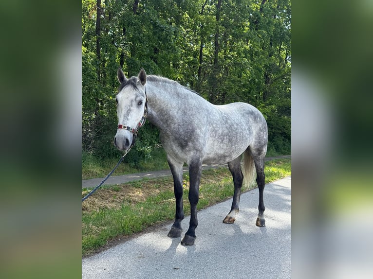 Lipizzaner Wallach 4 Jahre 160 cm Schimmel in Strizivojna