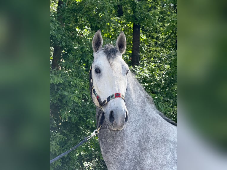 Lipizzaner Wallach 4 Jahre 160 cm Schimmel in Strizivojna