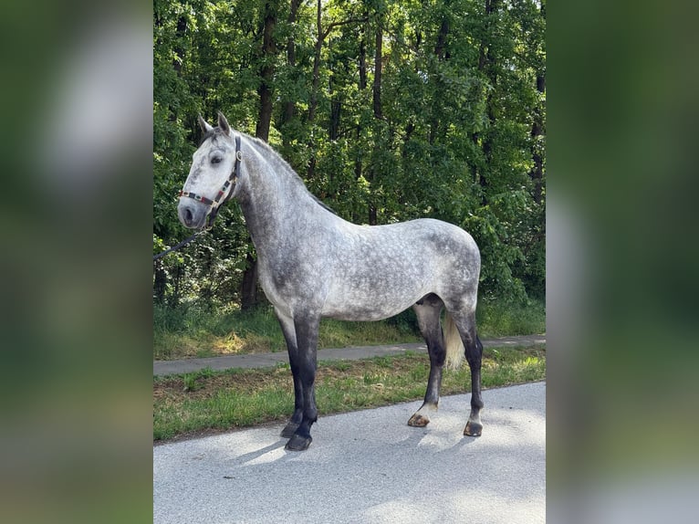 Lipizzaner Wallach 4 Jahre 160 cm Schimmel in Strizivojna