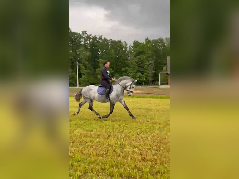 Lipizzaner Wallach 4 Jahre 160 cm Schimmel in Strizivojna