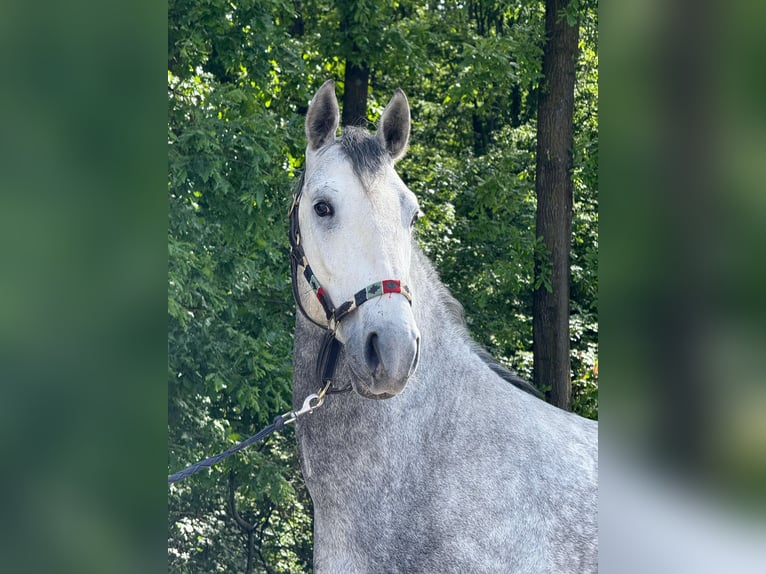 Lipizzaner Wallach 4 Jahre 160 cm Schimmel in Strizivojna