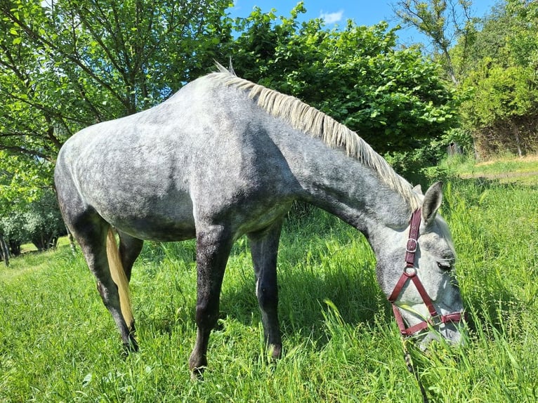 Lipizzaner Wallach 4 Jahre 162 cm Kann Schimmel werden in Palovec, Mala Subotica