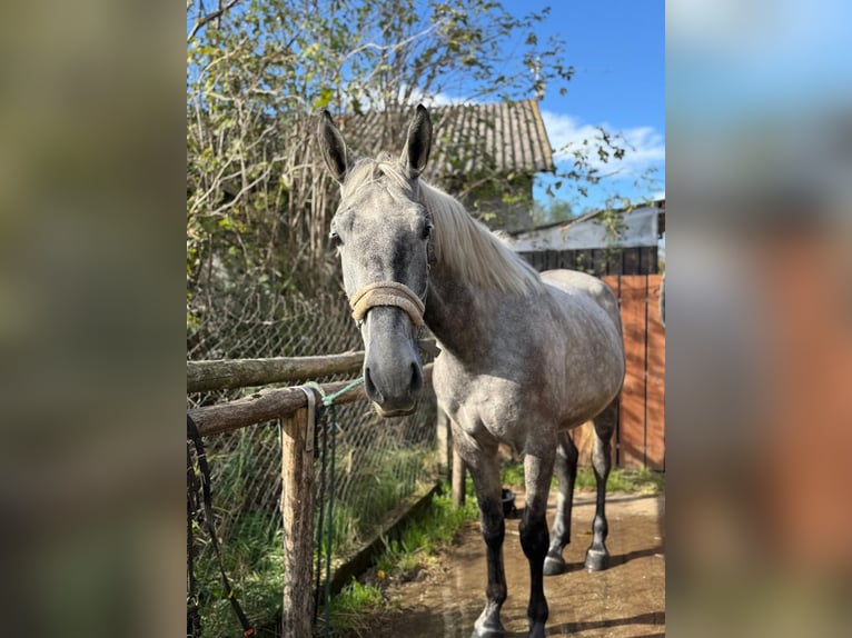 Lipizzaner Wallach 4 Jahre 162 cm Kann Schimmel werden in Palovec, Mala Subotica