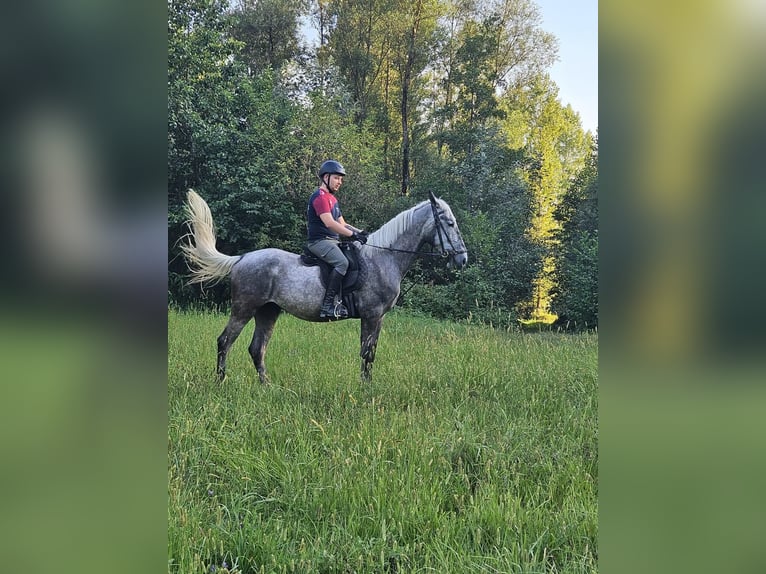Lipizzaner Wallach 4 Jahre 162 cm Kann Schimmel werden in Palovec, Mala Subotica