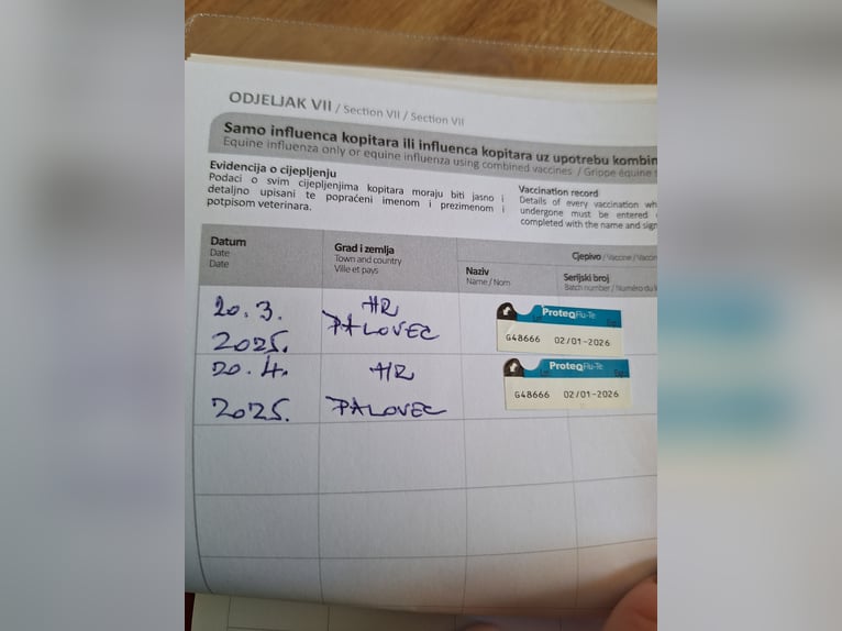 Lipizzaner Wallach 4 Jahre 162 cm Kann Schimmel werden in Palovec, Mala Subotica