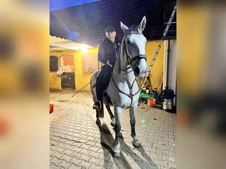 Lipizzaner Wallach 4 Jahre 163 cm Schimmel in Nürnberg