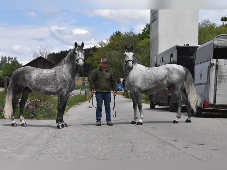 Lipizzaner Wallach 4 Jahre 165 cm Apfelschimmel in Arnstorf